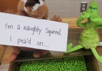 pea