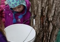 MAD-Sap-Syrup-Collecting-02.18.20-102